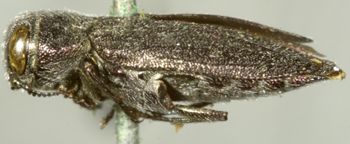 Media type: image;   Entomology 2703 Aspect: habitus lateral view